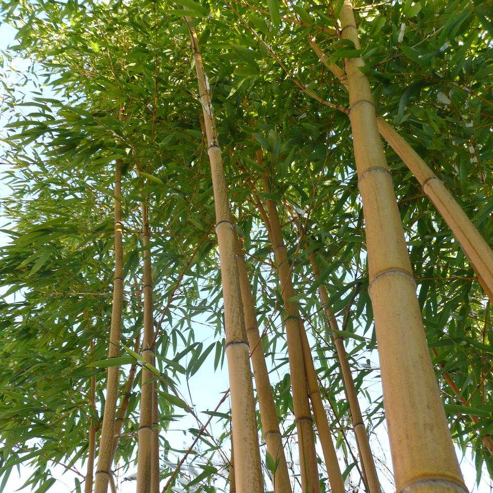 Bamboo, Wood